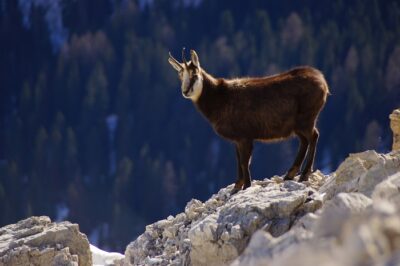 Camoscio, parchi Valle d'Aosta