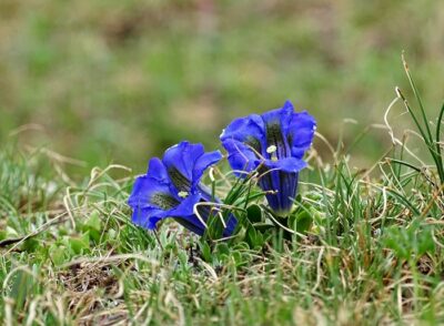 Genziana