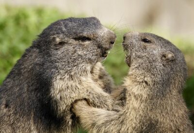 Marmotte