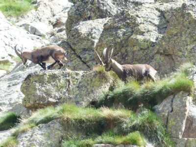 Stambecchi, parchi valle d'Aosta