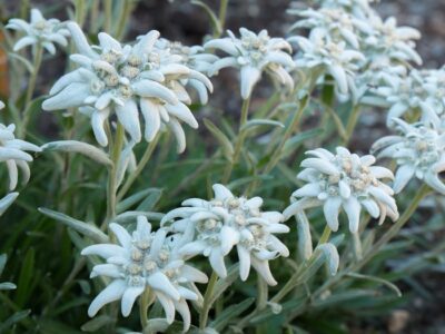 Stelle Alpine