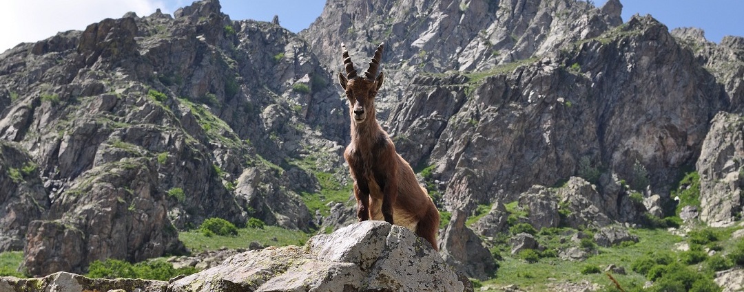 Stambecco nei parchi della Valle d’Aostanei parchi valle d’aosta Stambecco nei parchi della Valle d'Aosta