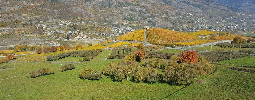 Vini della Valle d’Aosta simbolo della viticoltura eroica